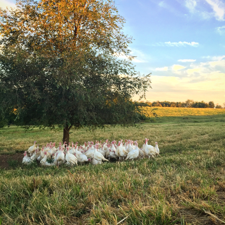 Turkey, Whole 20-24 pounds